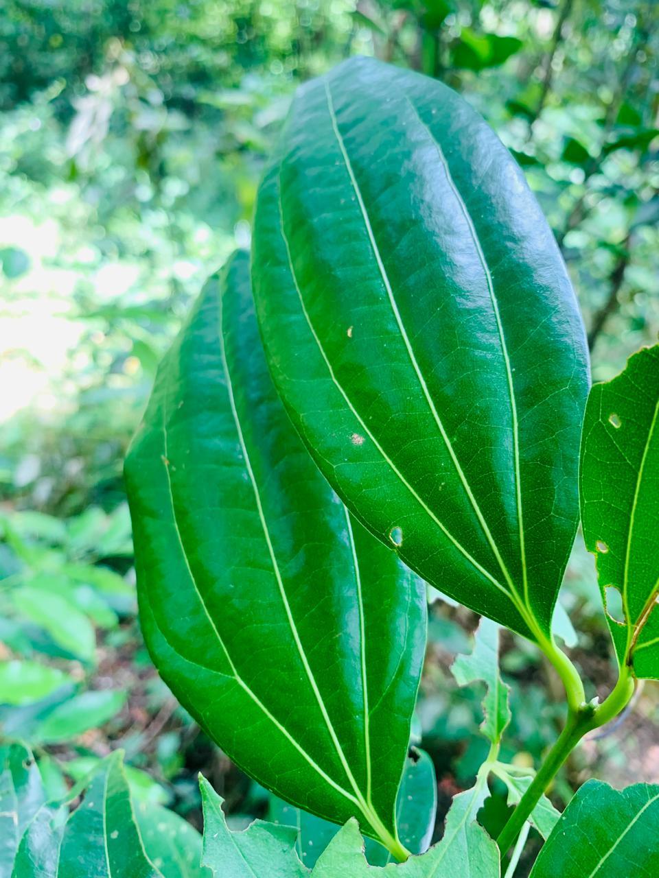 Close-up of vibrant green Ceylon dried cinnamon leaves in natural sunlight, highlighting their premium quality.