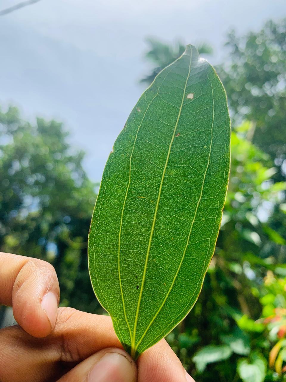 Ceylon Dried Cinnamon leaves Pure Natural Organic Leaf 100% Premium Quality - Easyone
