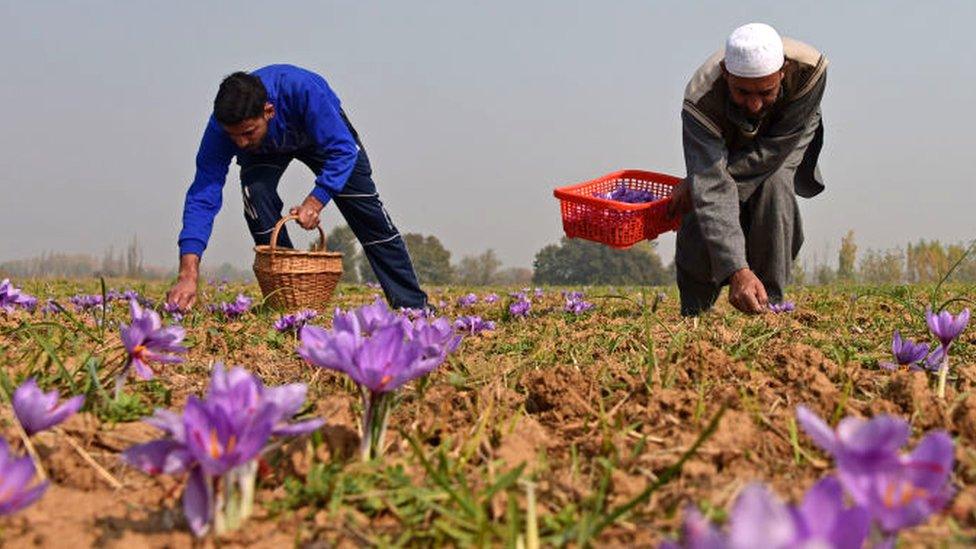 100% REAL A-GRADE SAFFRON PURE & PREMIUM QUALITY