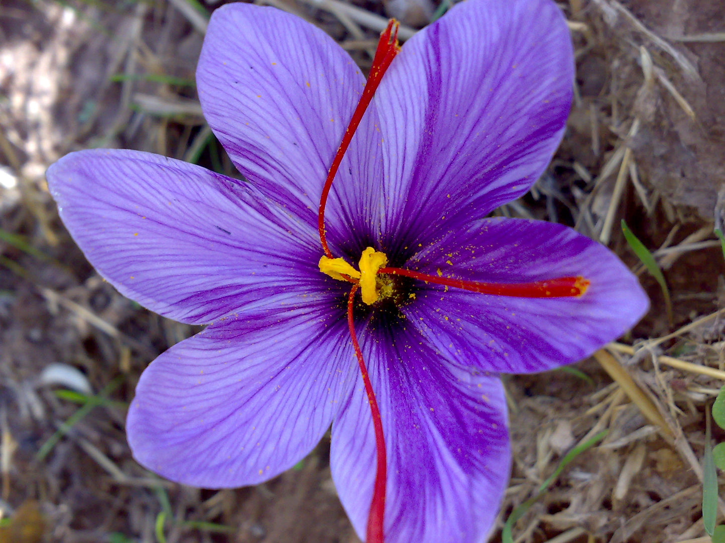 100% REAL A-GRADE SAFFRON PURE & PREMIUM QUALITY