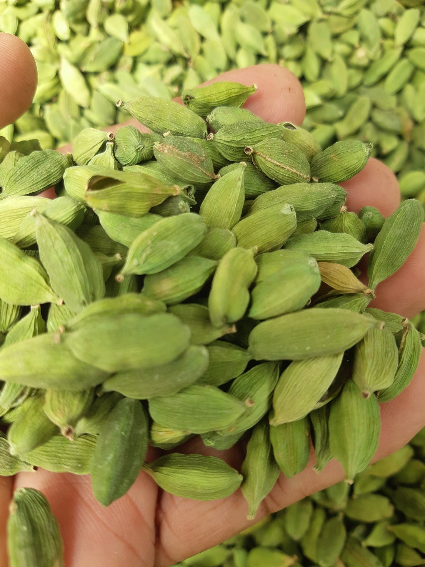 Cardamom seeds pods Pure Natural Ceylon spices premium quality grade A - Easyone