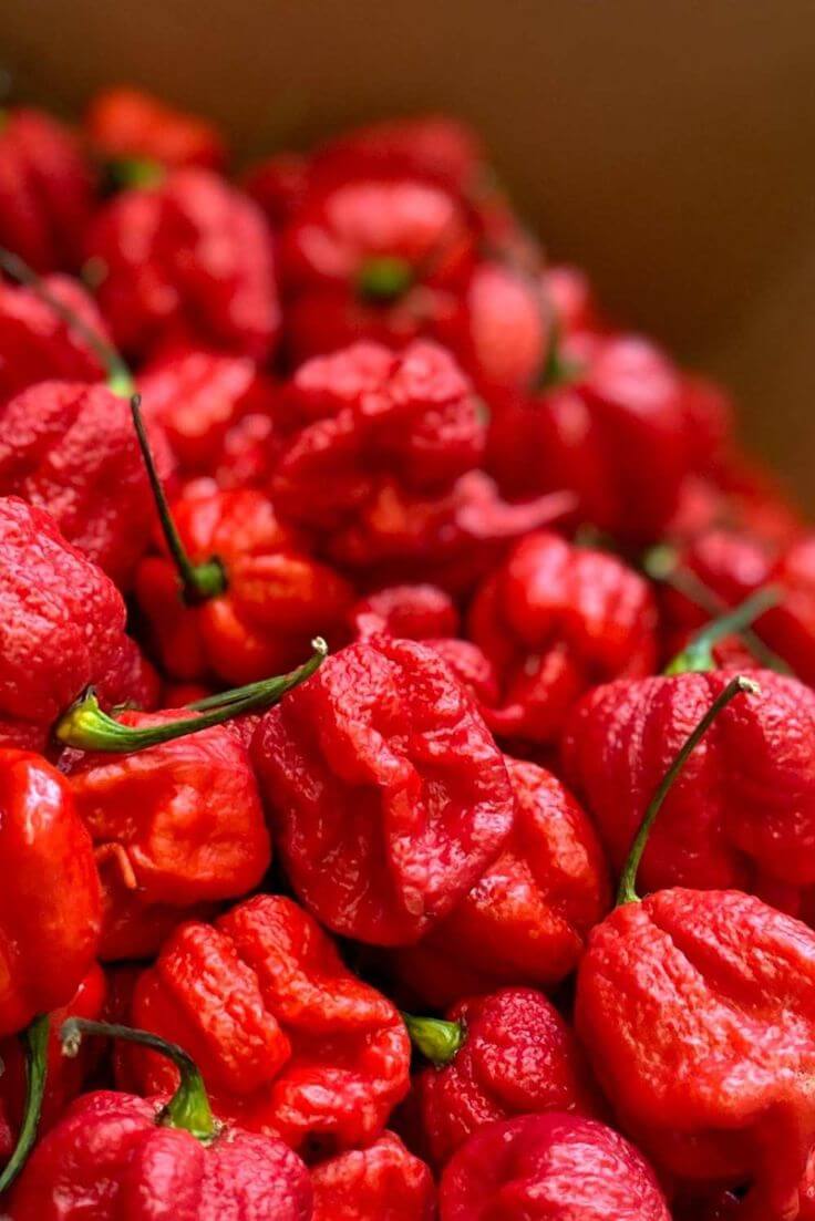 Dried Carolina Reaper Pepper Pods World Hottest Best Quality - Easyone