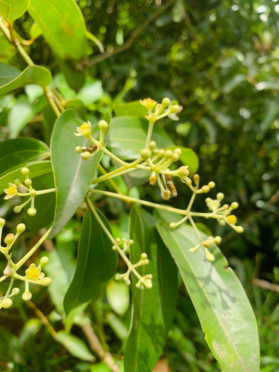 Close-up of Ceylon cinnamon plant flowers and leaves, showcasing its natural beauty and organic quality.