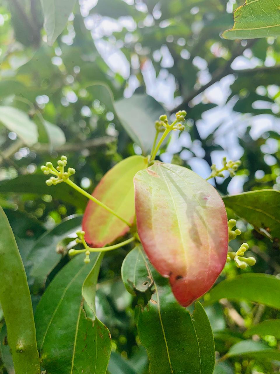 Ceylon dried cinnamon leaves showcasing vibrant green and reddish hues, highlighting their organic origin and natural beauty.