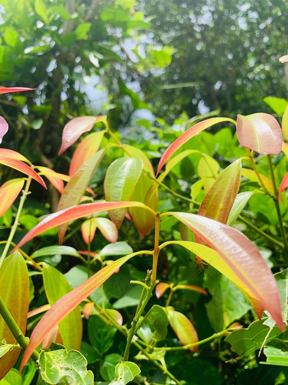 Ceylon Dried Cinnamon leaves Pure Natural Organic Leaf 100% Premium Quality - Easyone