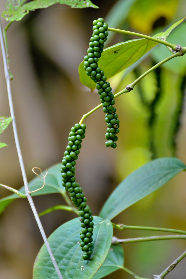 Black Pepper whole Peppercorns sri lanka Ceylon spices organic Natural pure