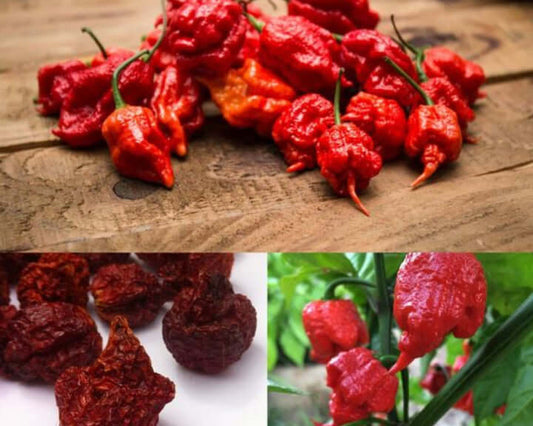 Dried Carolina Reaper Pepper Pods World Hottest Best Quality - Easyone