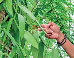 Ceylon Organic Vanilla Beans Grade-A 100% Best Quality Pure Great for Extraction