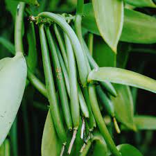 Ceylon Organic Vanilla Beans Grade-A 100% Best Quality Pure Great for Extraction