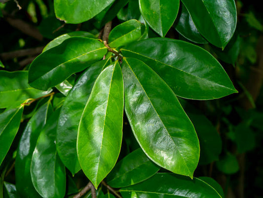 Dried Soursop leaves / 100% Organic natural Guanabana Graviola - Easyone