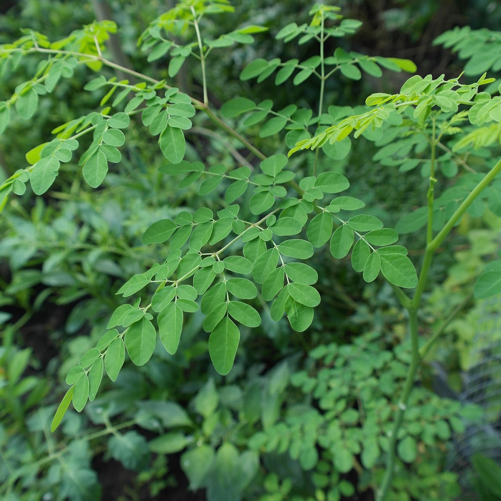 Natural Dried Moringa Leaves | Herbal Tea | Superfood